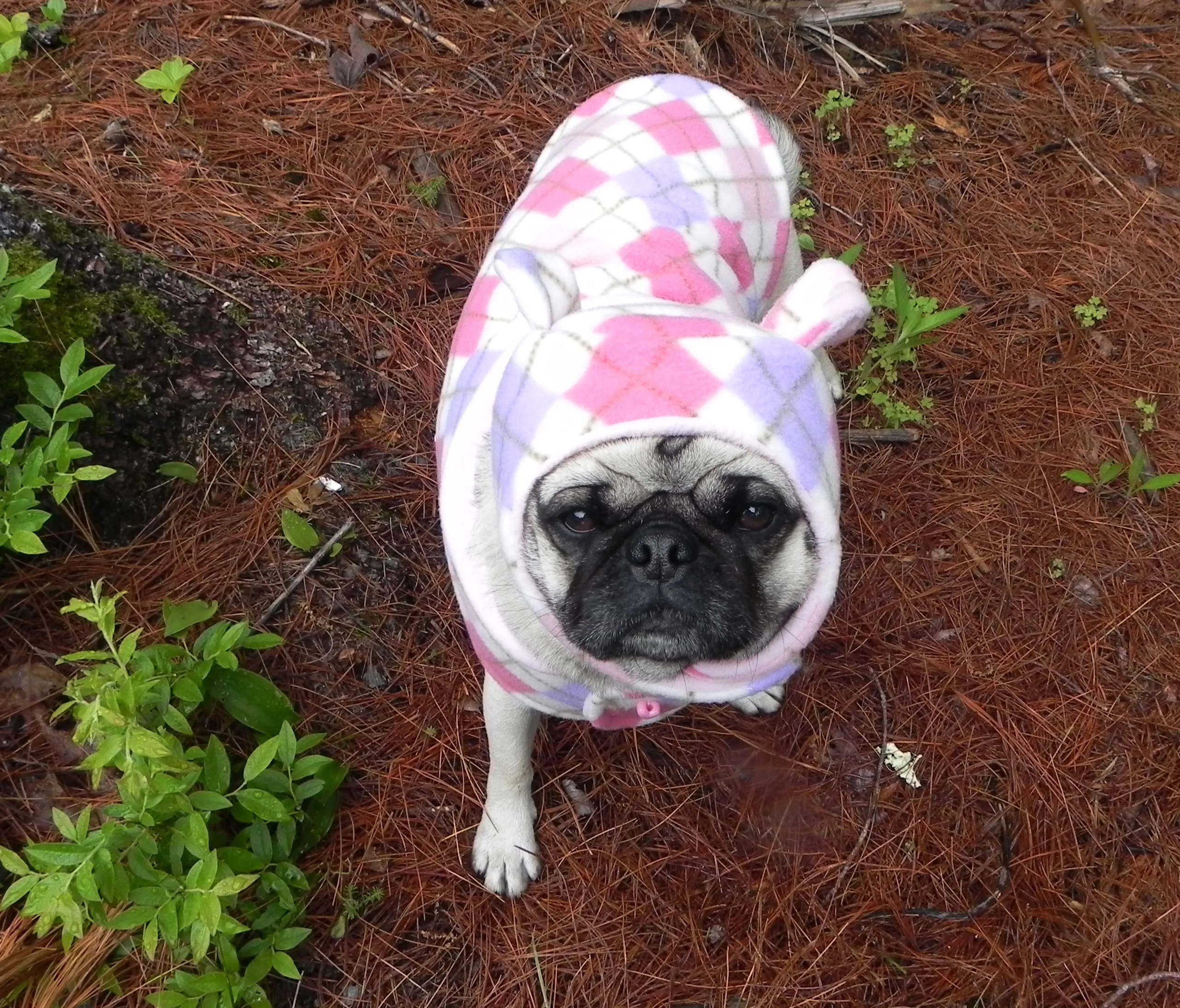 Preppy Pink Argyle: Chilly Beanie Hat